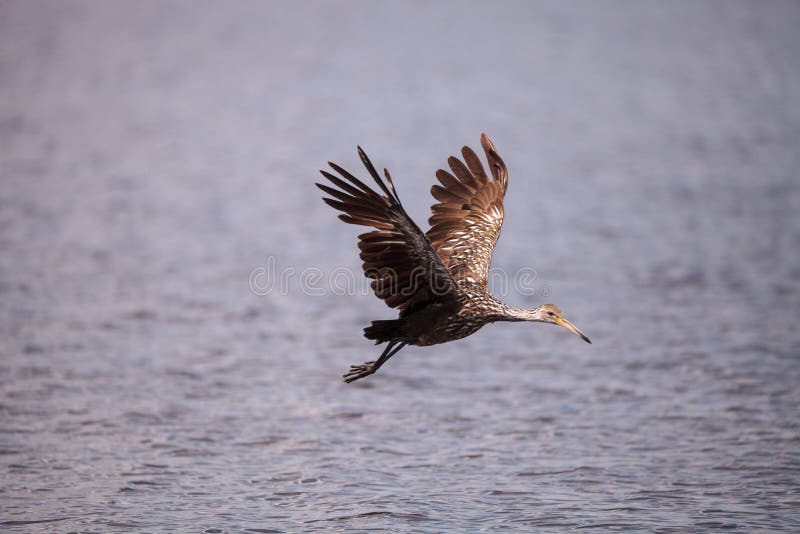 Flying limpkin Aramus guarauna over a marsh and forages for food in the Myakka River in Sarasota, Florida