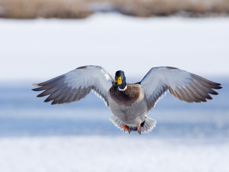 Flying Mallard