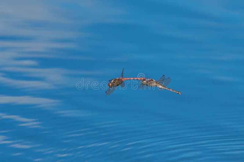 Flying mating dragonflies stock photo. Image of beautiful 257277476