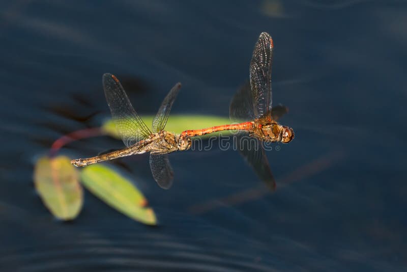 Flying mating dragonflies stock photo. Image of darter 256297204