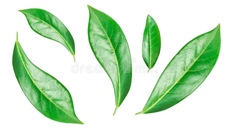 Flying orange fruit  leaves isolated on a white background. Citrus leaves  Top view. Flat lay