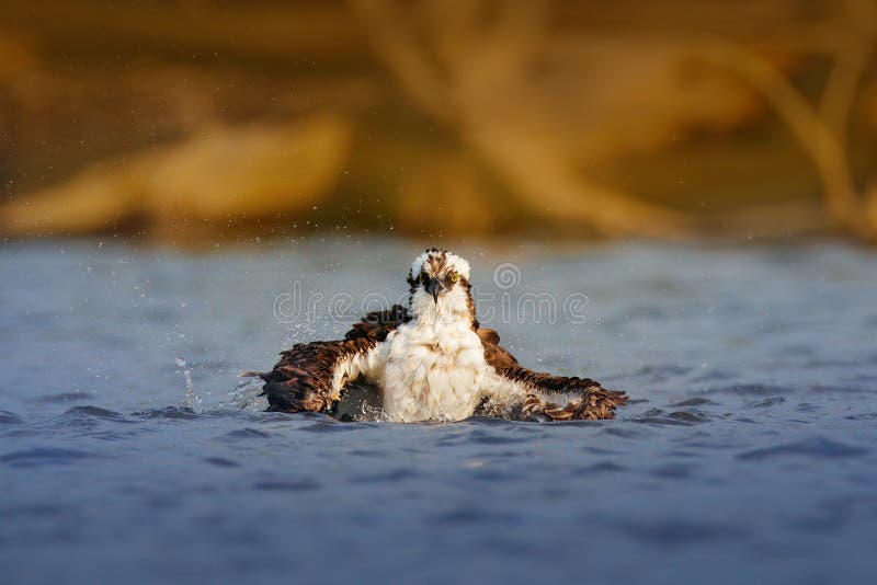 Flying osprey with fish. Action scene with bird, nature water habitat. Osprey hunting in the water. White bird of prey fighting
