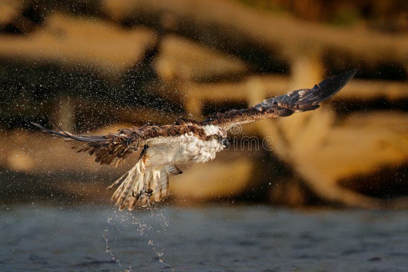 Flying osprey with fish. Action scene with bird, nature water habitat. Osprey hunting in the water. White bird of prey fighting