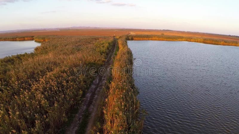 Flying over a way through the reeds