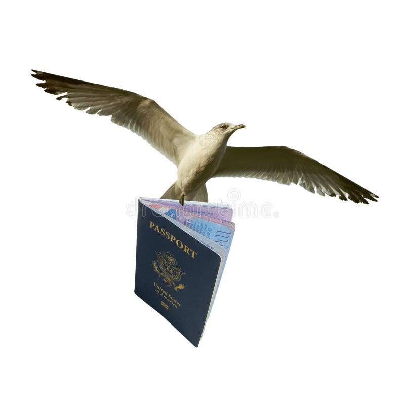 Seagull Chip Stock Photos - Free & Royalty-Free Stock Photos from