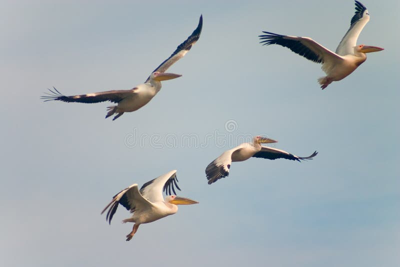 Flying pelican royalty free stock image