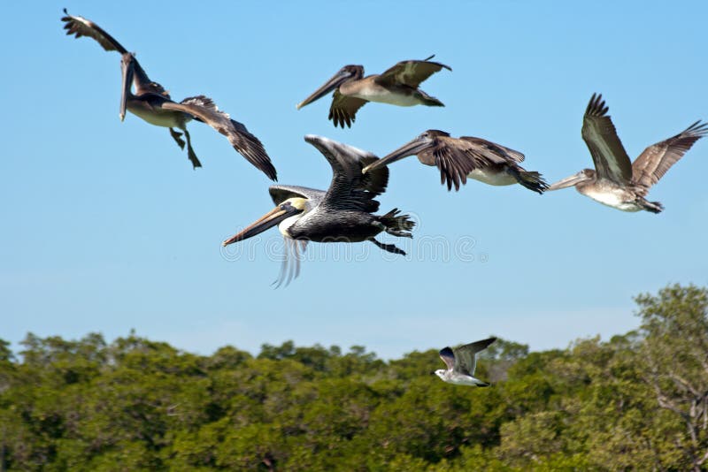 Fliegend braun Pelikane suchen mahlzeit.
