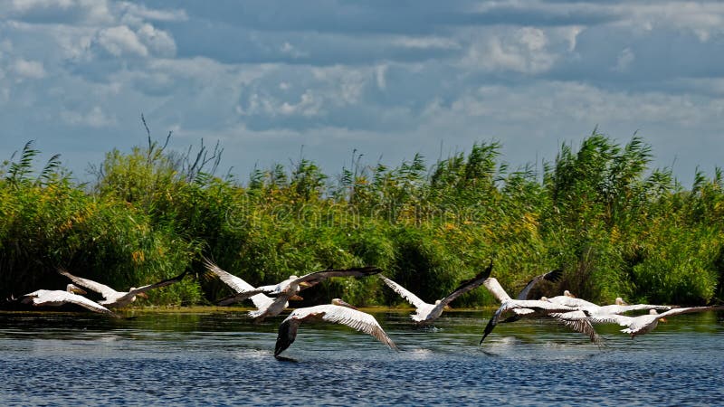 Flying pelicans stock photography Flying pelicans stock photography
