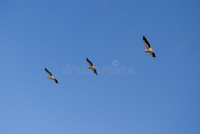 Flying pelicans, three synchronised birds. Air geometry