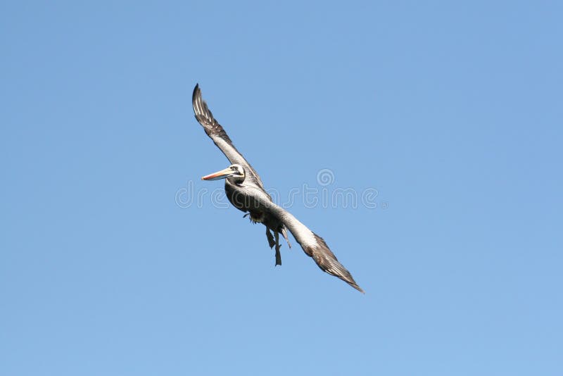 Flying Peruvian Pelican