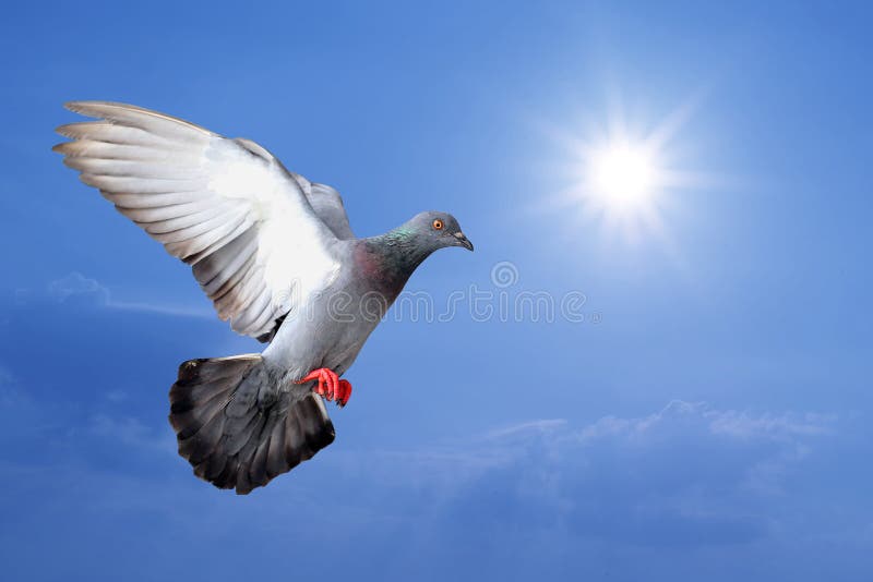 Flying pigeon