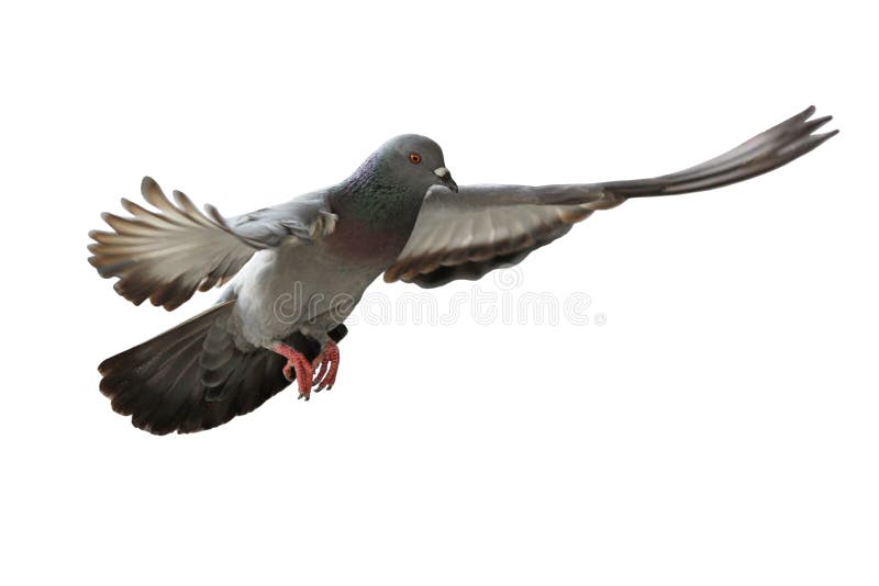 Flying pigeon bird royalty free stock image