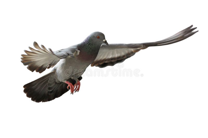 Flying pigeon bird