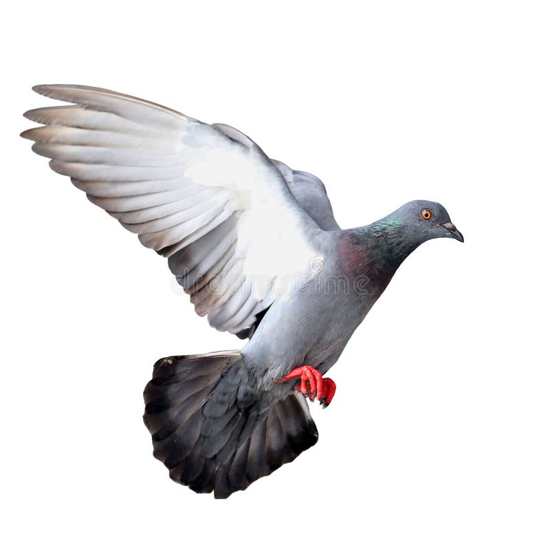 Flying pigeon