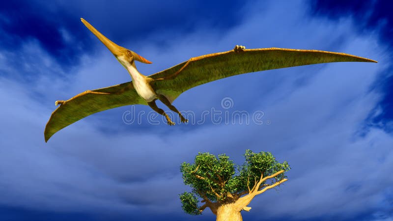 Pteranodon Pterodactyl Dinosaur on white background 8844452 PNG