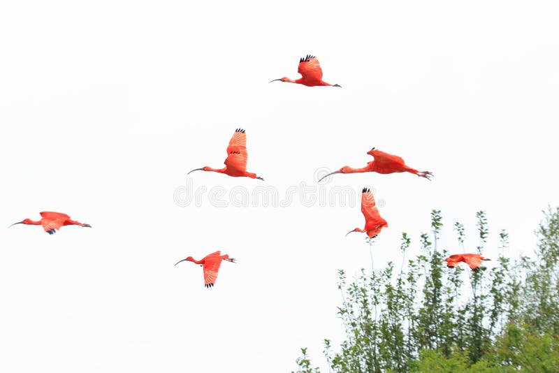 Flying scarlet ibises