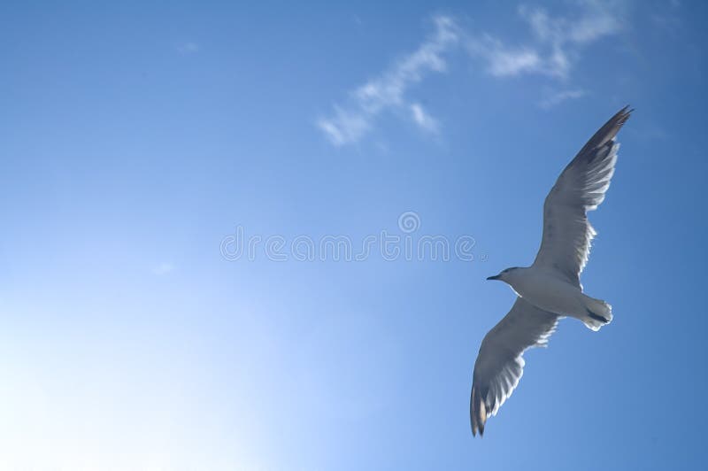 Flying sea-gull