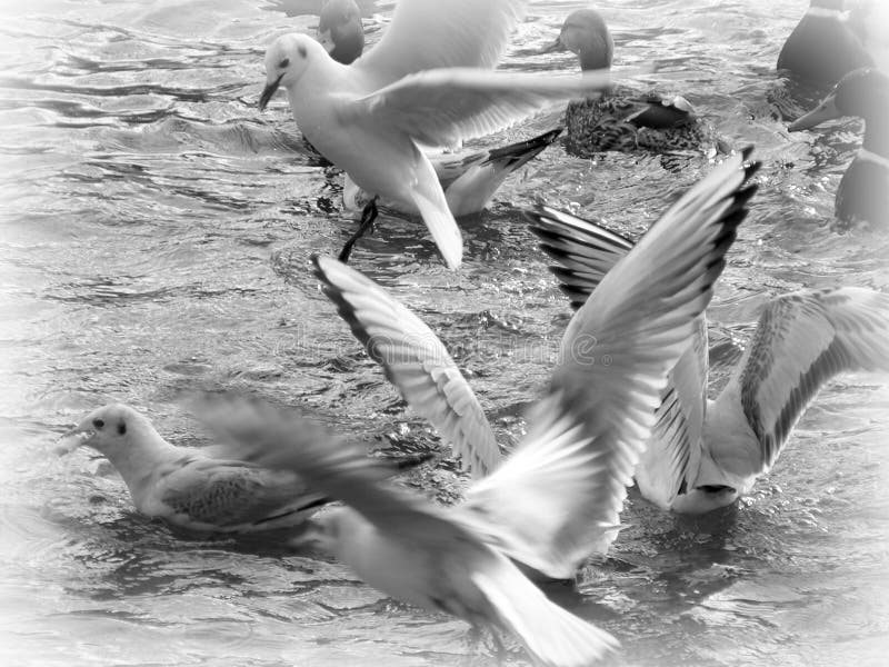 Flying sea-gull in black and white