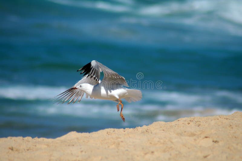 Flying seagull