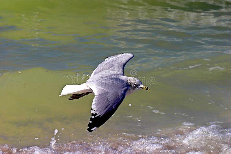 Flying Seagull