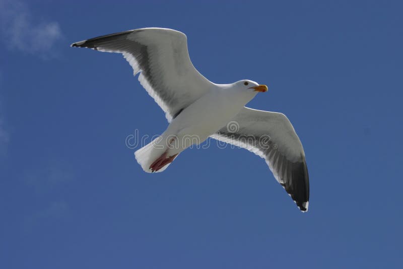 Flying Seagull