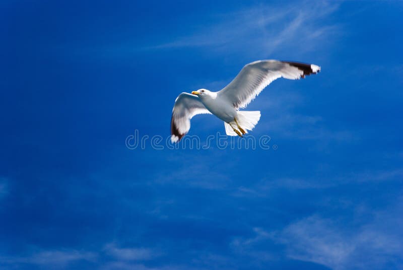 Flying seagull only