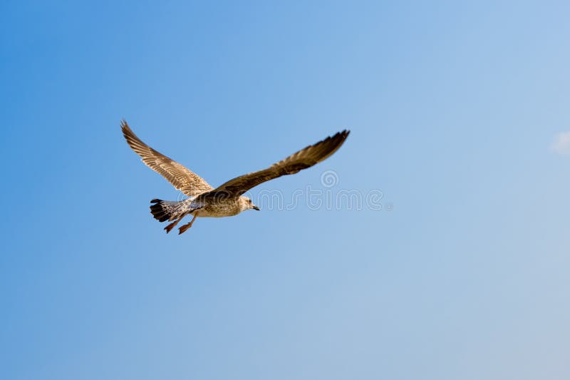 Flying seagull.