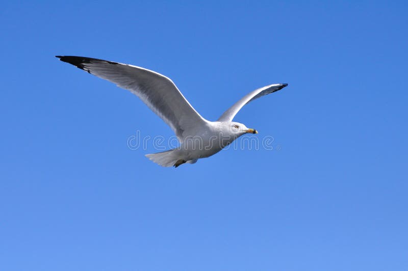 Flying Seagull