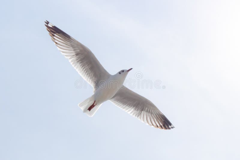 Flying seagull, Bird flies over the sea, Seagull hover over deep