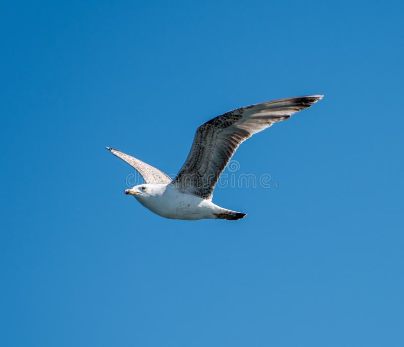 Flying seagull