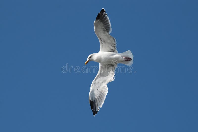 Flying seagull close up, bottom view