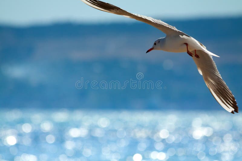 Flying seagull