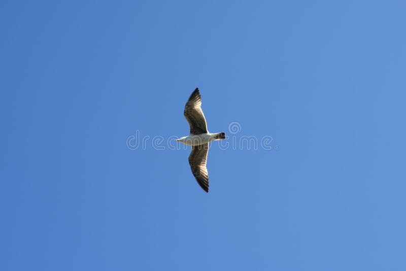 Flying seagull sea bird view from below blue sky