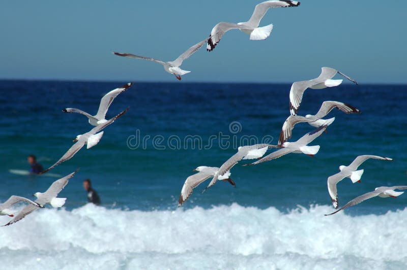 Flying seagulls