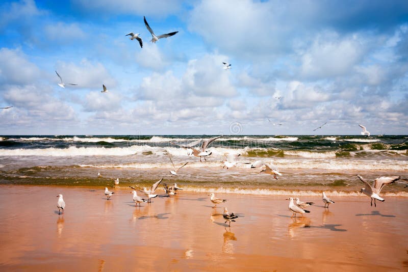 Flying seagulls