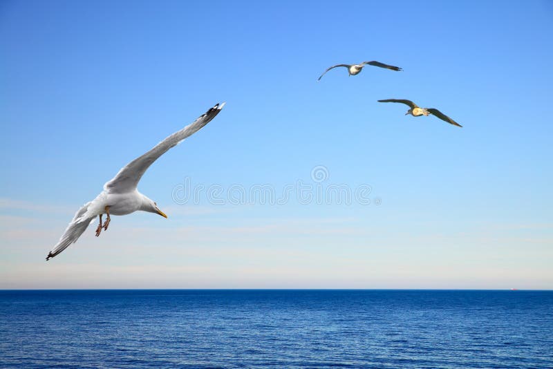 Flying seagulls