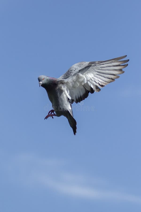 Flying of Speed Racing Pigeon Against Clear Blue Sky Stock Photo