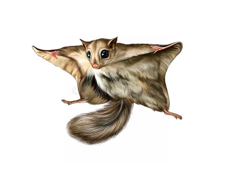 Flying squirrel Pteromys volans