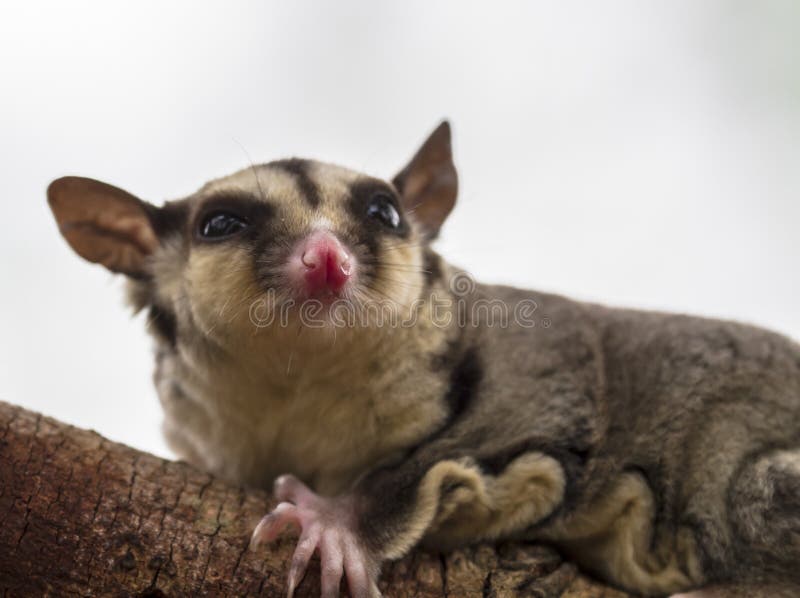 Sugar Glider,Flying Squirrel Stock Image Image of pouch, brown 28484319
