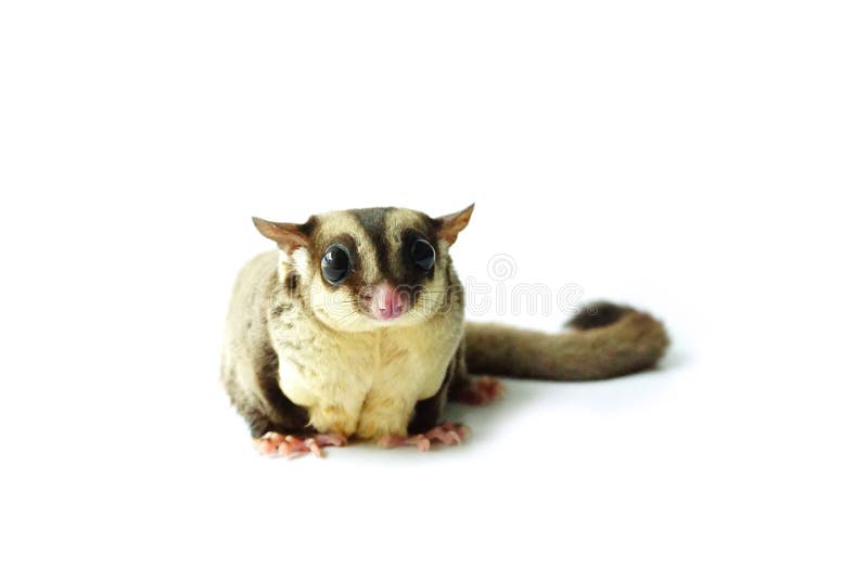 Flying Squirrel, Sugarglider Stock Photo - Image of mammal, wild: 35612770