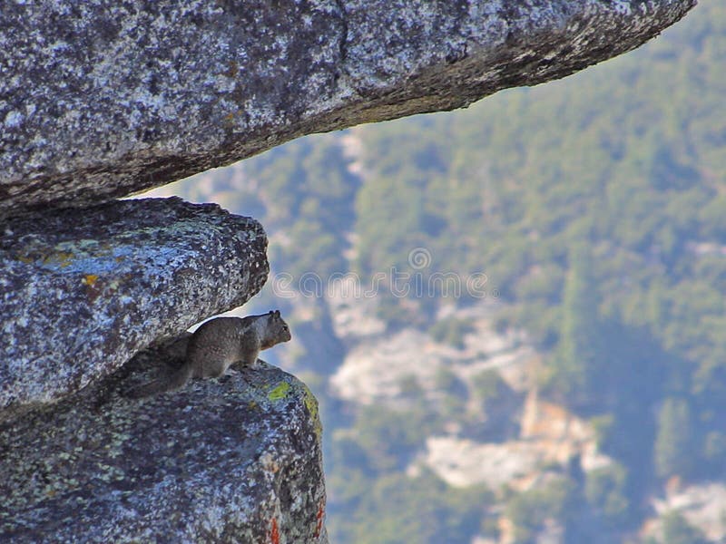 Flying Squirrels In Yosemite Picture. Image 91777433