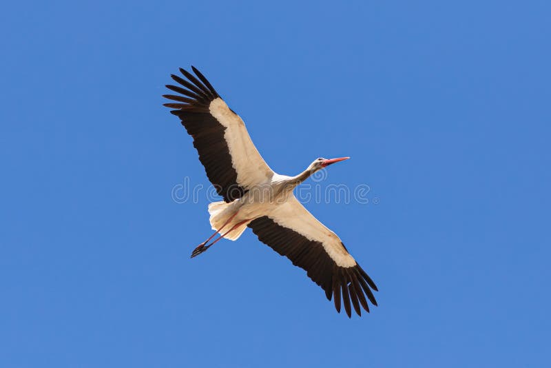 Stork is a symbol of family happiness and the appearance of children in the family, fidelity, devotion and parental love. Stork is a symbol of family happiness and the appearance of children in the family, fidelity, devotion and parental love