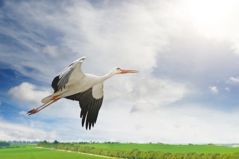 Bird, Stork, Ecosystem, Ciconiiformes Picture. Image: 117728653