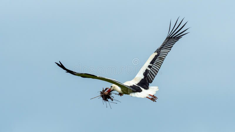 Flying stork with nesting material