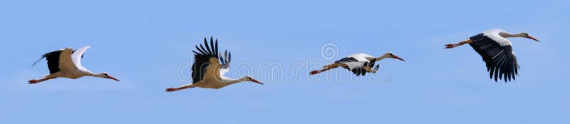 Flying storks