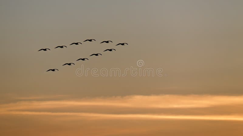 Flying at sunset stock photo