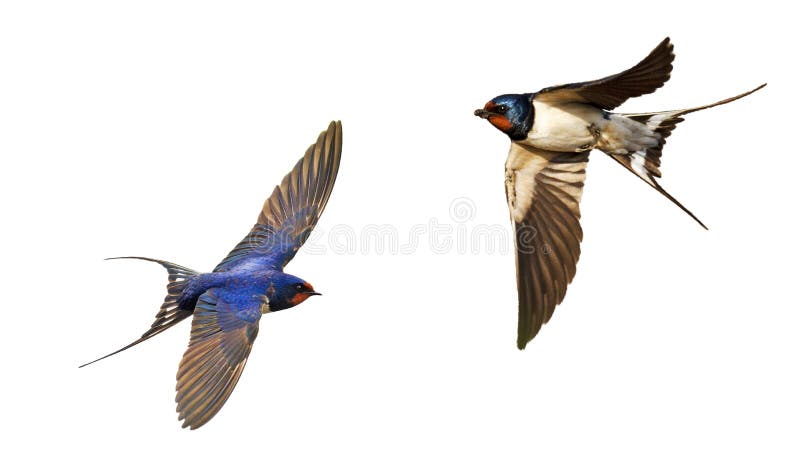 Flying swallows isolated on white background