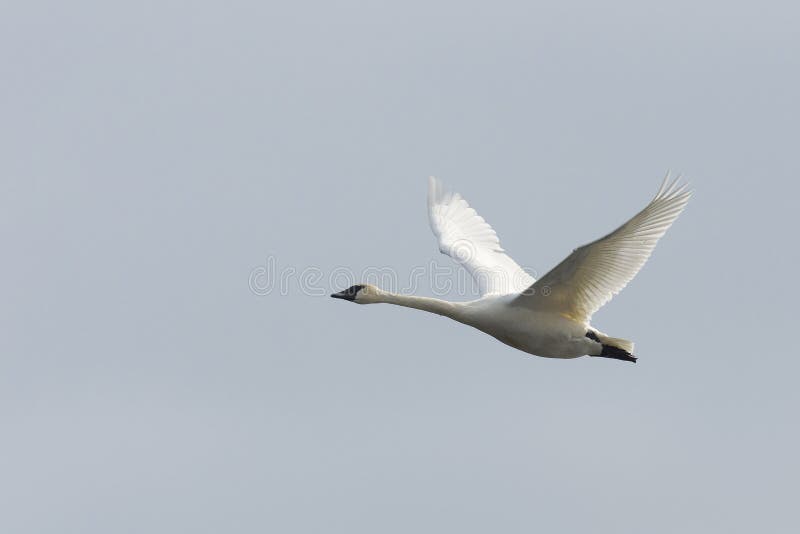Flying Swan