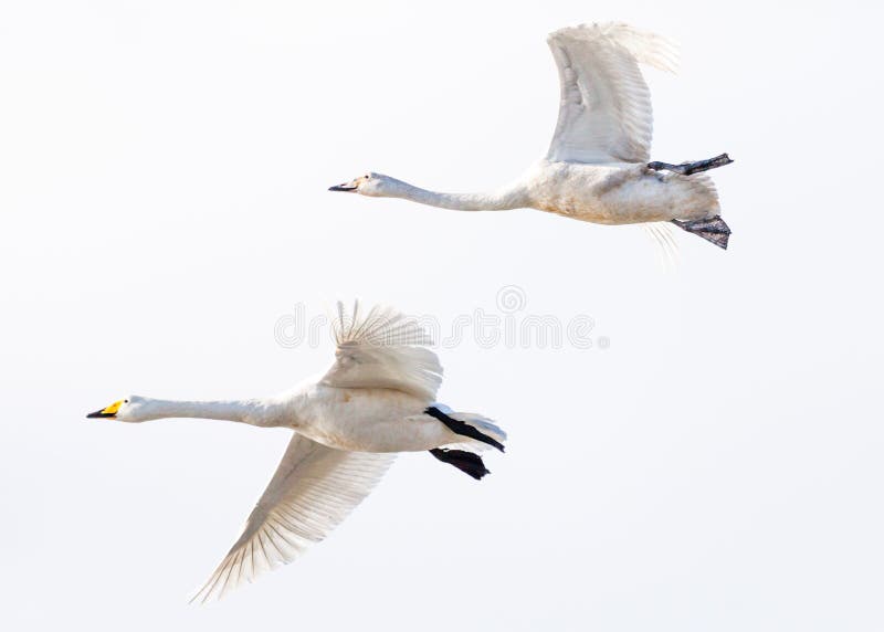 Flying swans couple