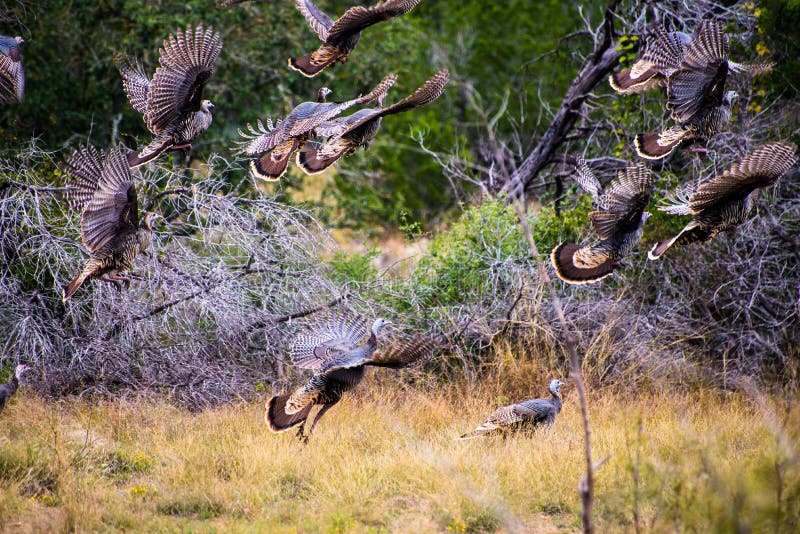 Flying Texas Turkeys stock photo. Image of displaying 59448490
